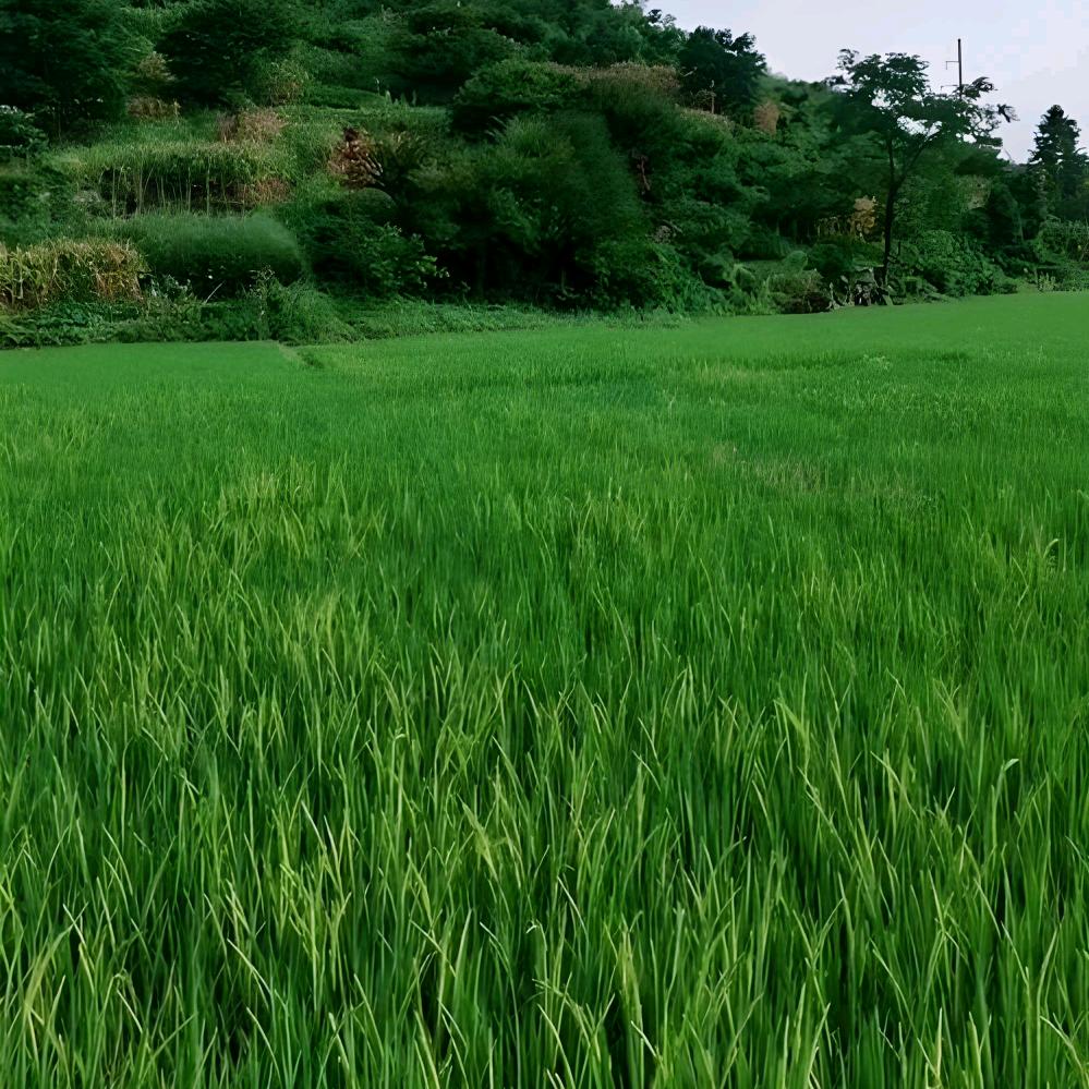🌞（天赋吉运）广昌金管家瓷砖窗帘🌙