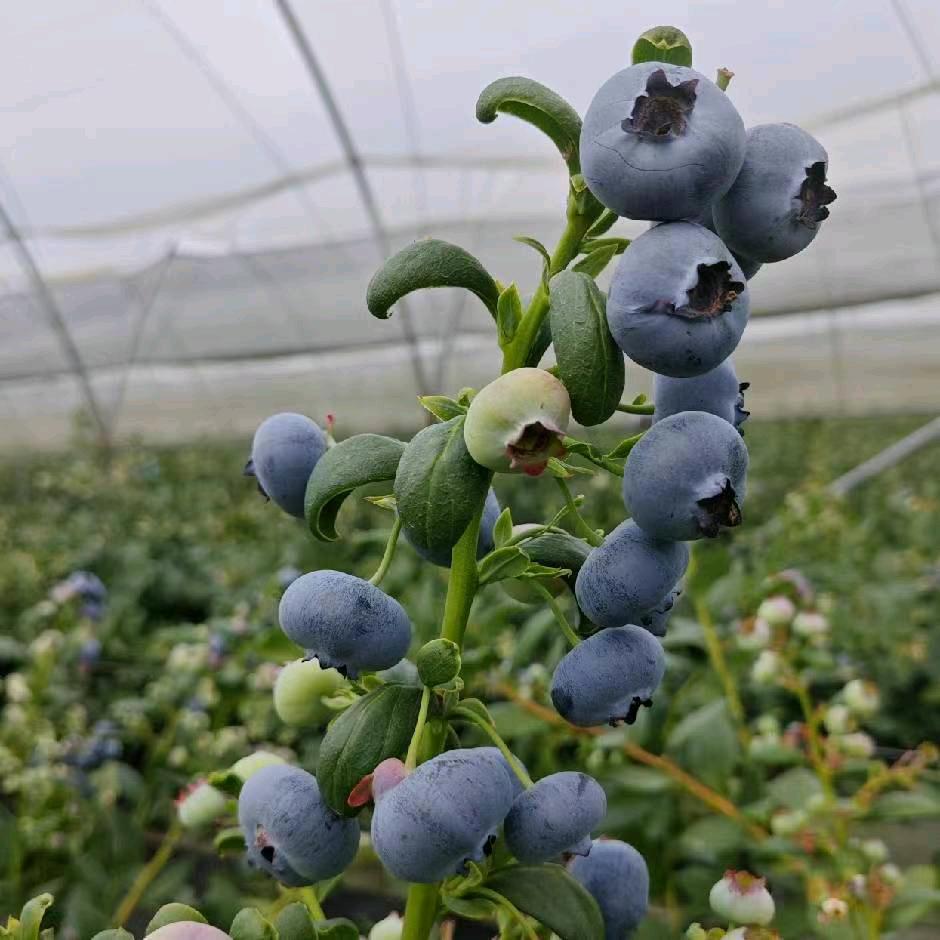 花青源（合肥蓝莓园3月15日采摘）