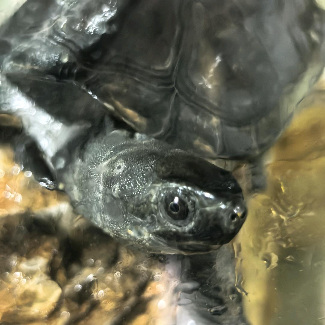 日升汤谷🇨🇳