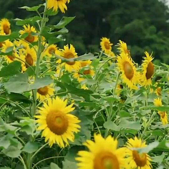 开开心心每一天😇😇🌹🌹🌻🌻