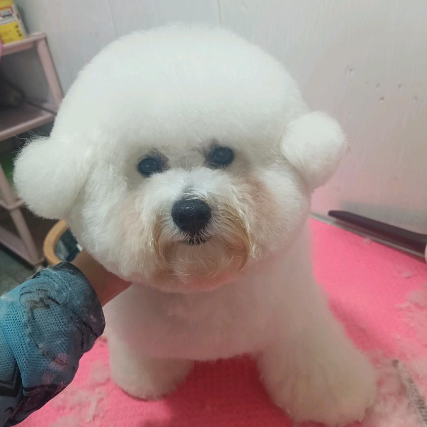 铲屎官