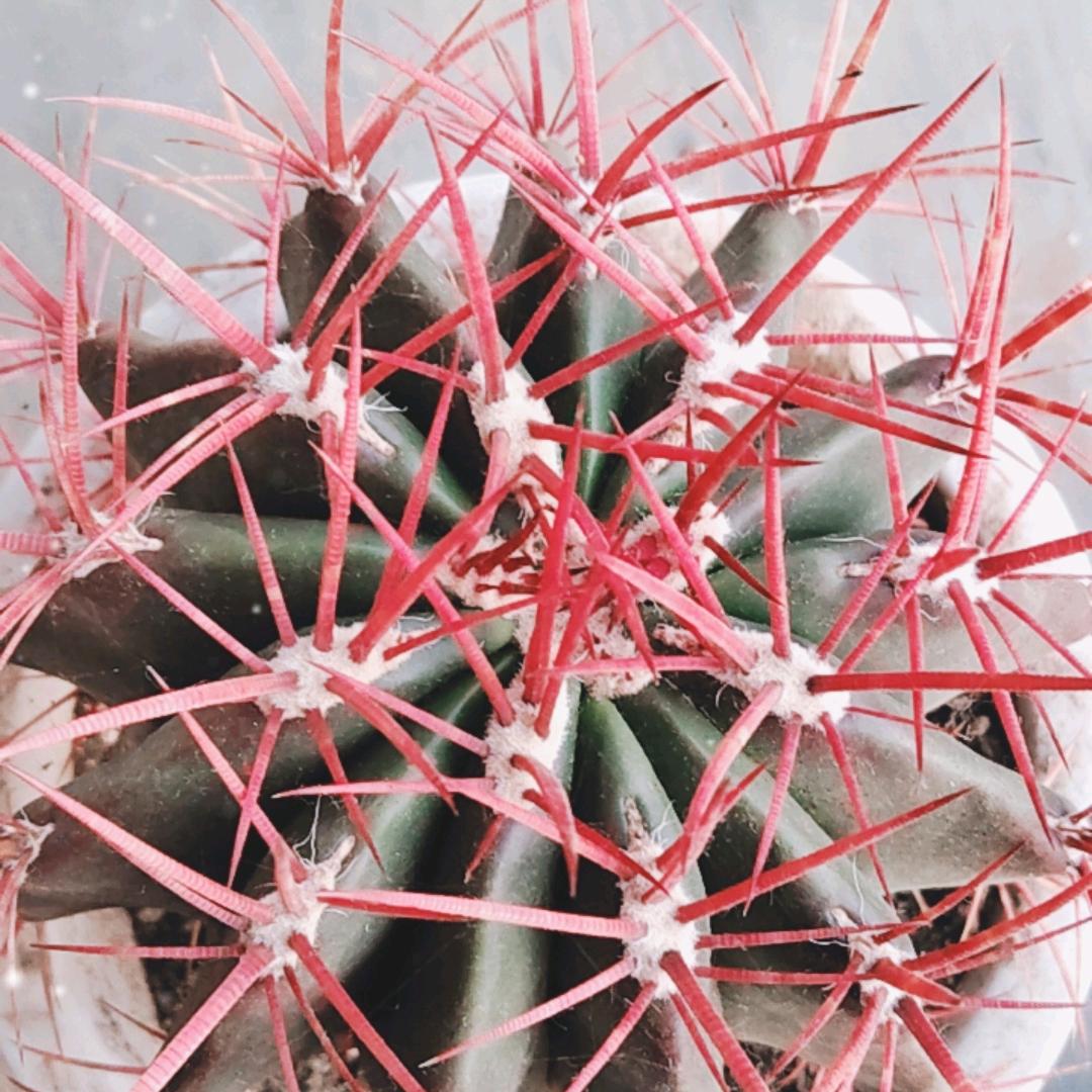 今日红花卉