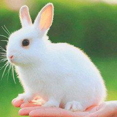 徽艺名家装饰孟姐