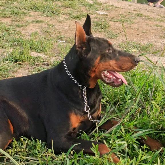 杜宾犬