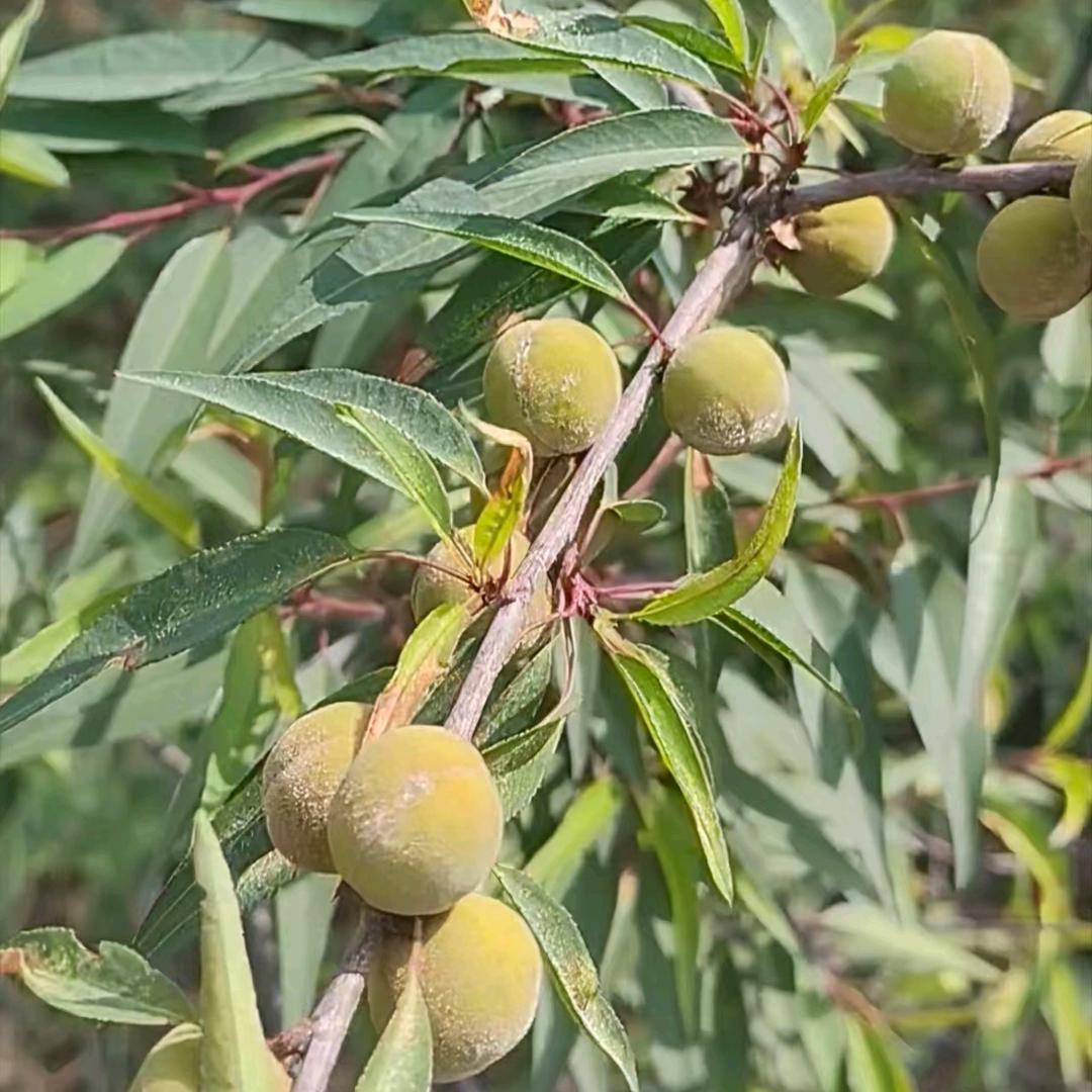 野生小桃核