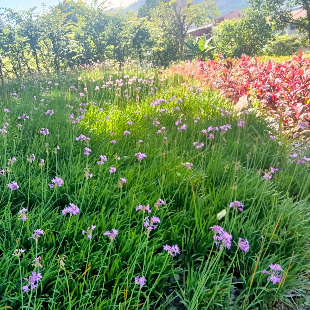 优雅衣阁