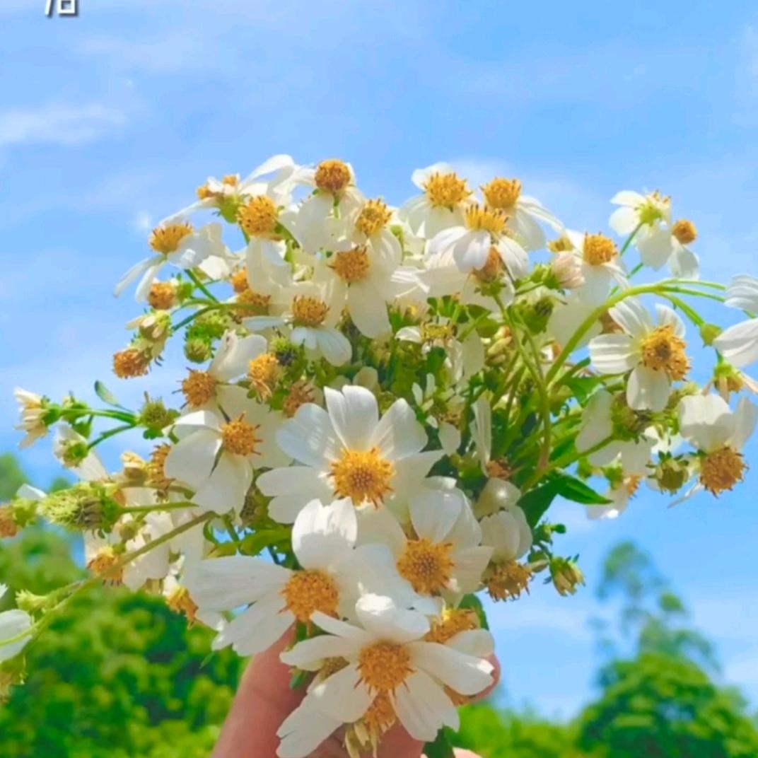 向日葵般的姑娘、☀