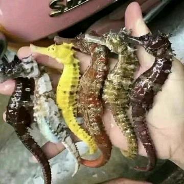 【豹哥】海南海鲜干货产品