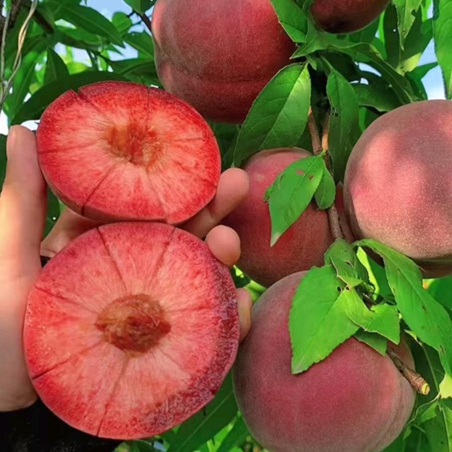 小代书记.农创赋能