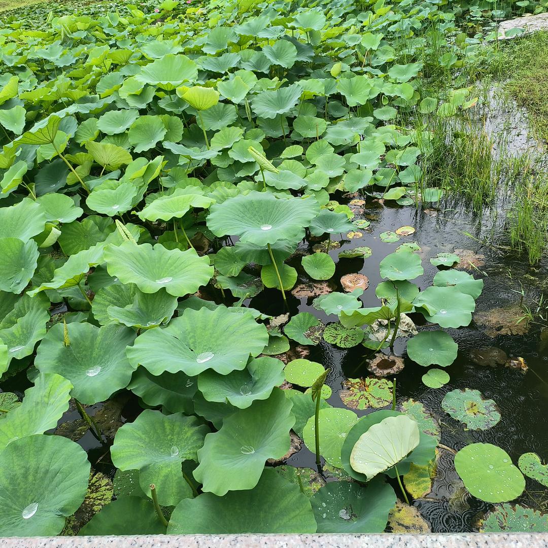小迷糊