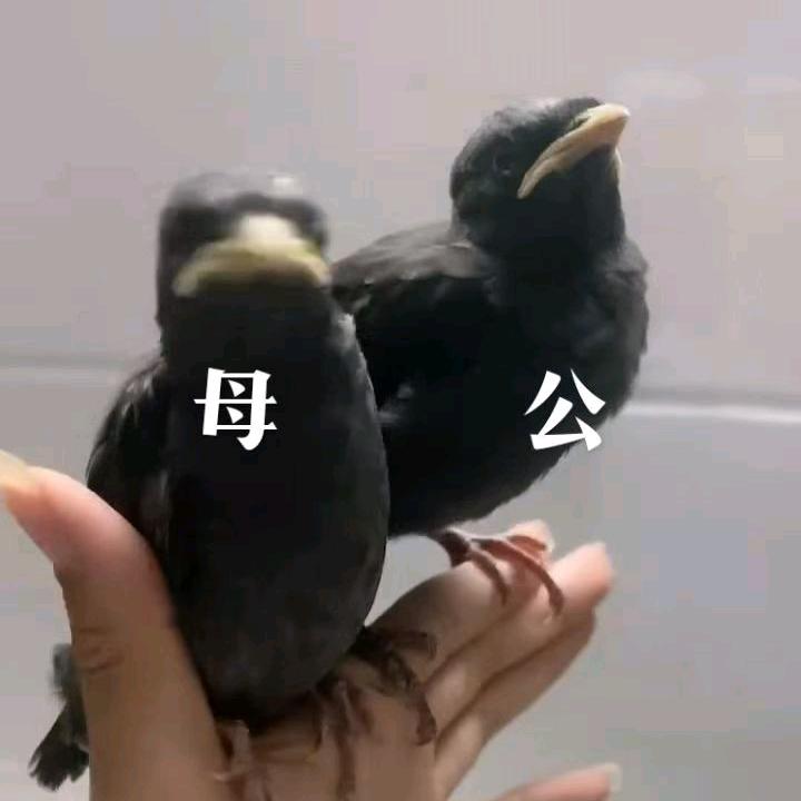 八啊哥（鸟爸）