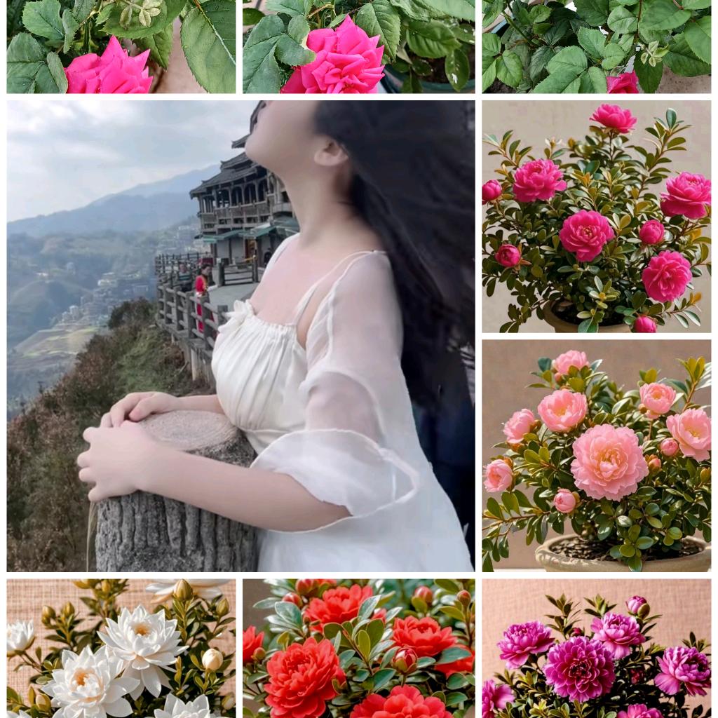 等爱的玫瑰