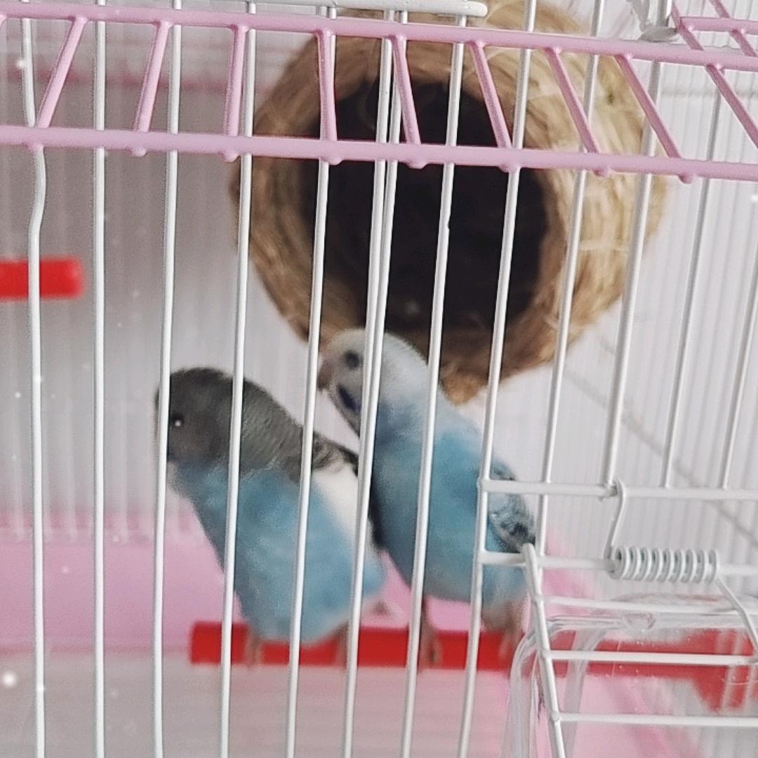 若兮