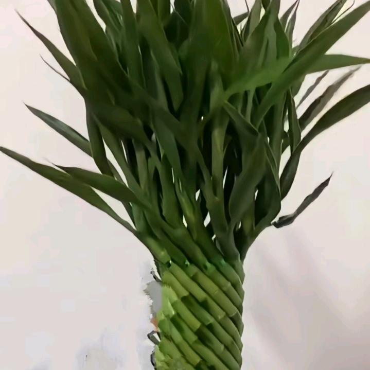 云梅