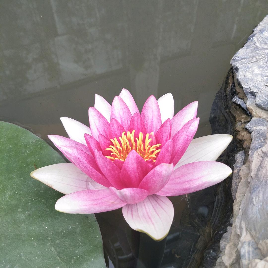 劲松