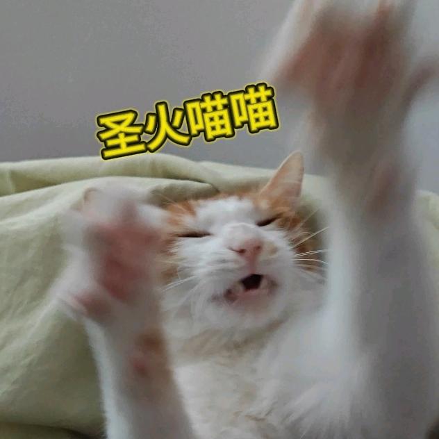 崽崽是只橘猫弟弟