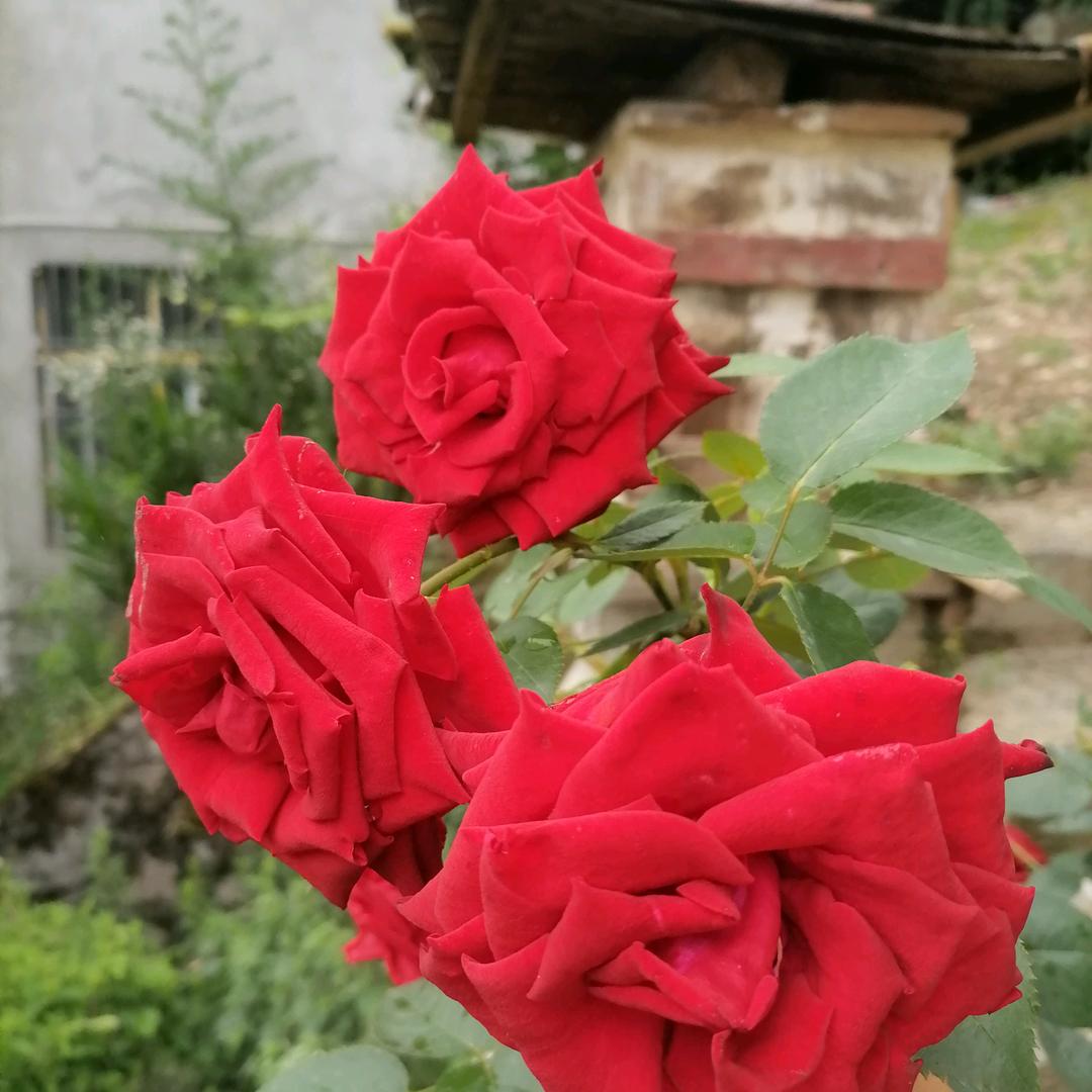 幸福快乐🌹🌹🌹