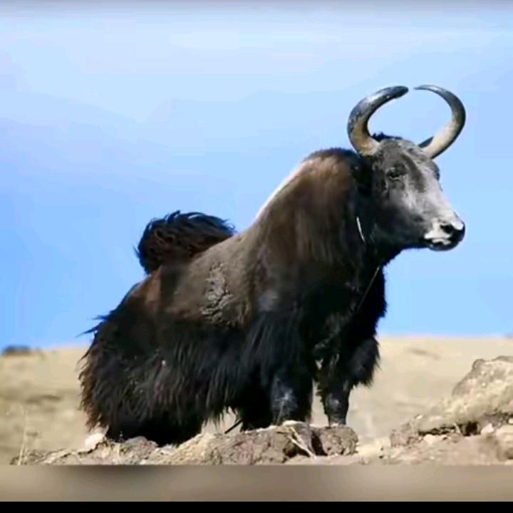 康巴汉子