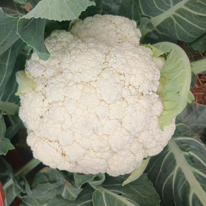 云南辽疆农业精品优选果蔬