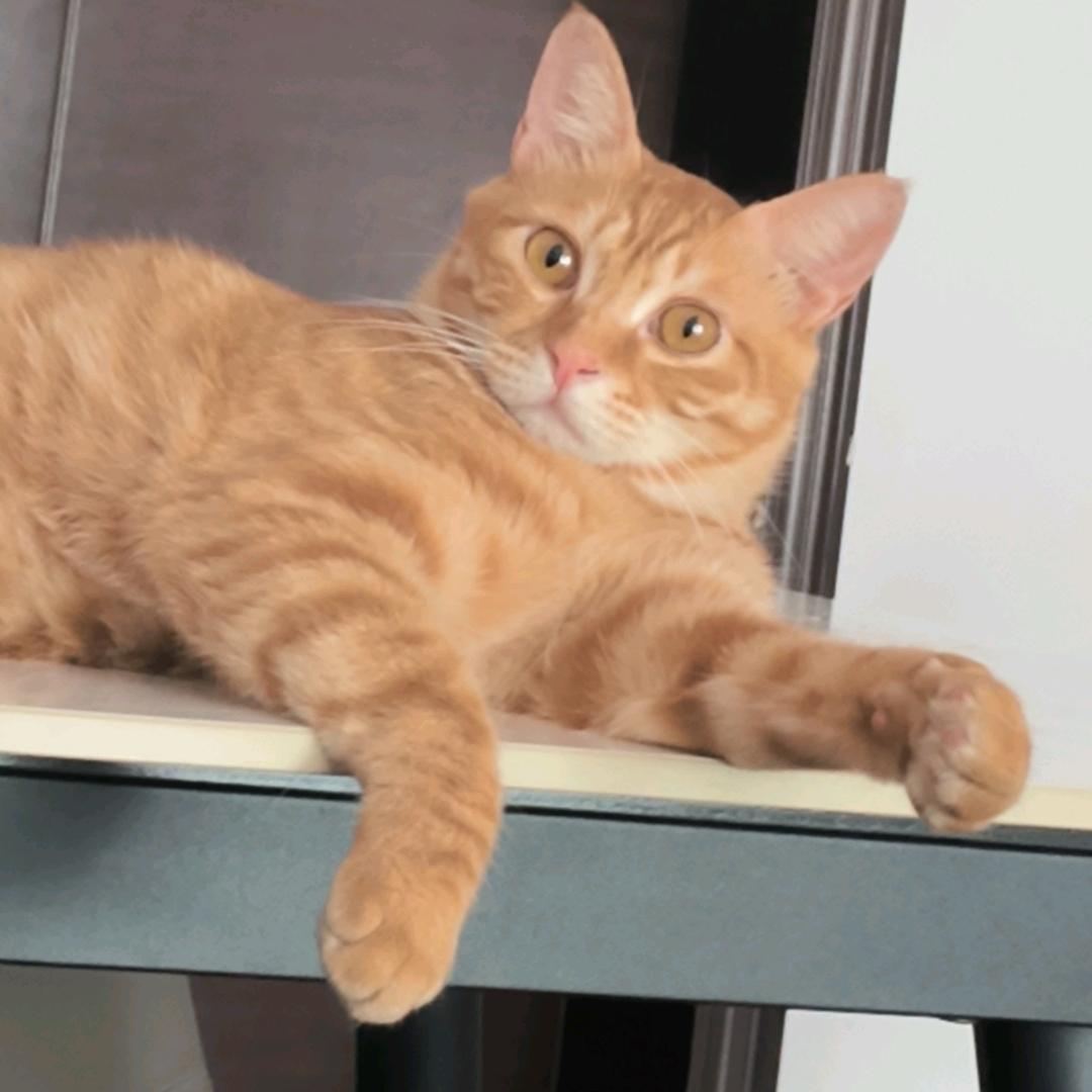 憨豆是只橘猫