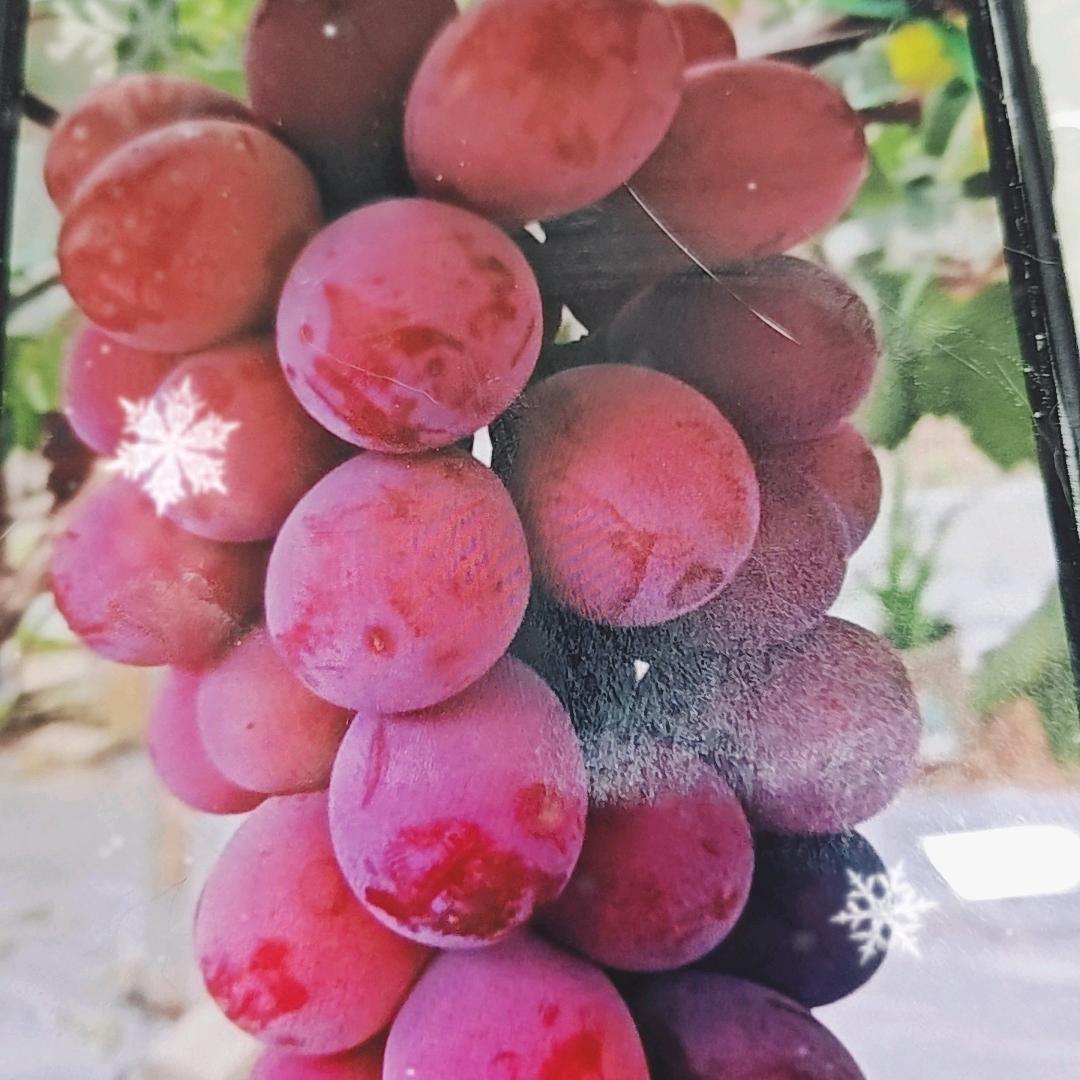 葡萄美食天地