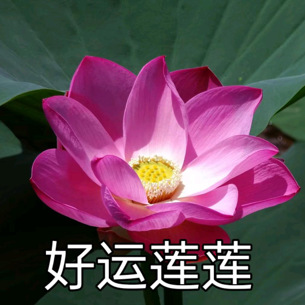 好运连连