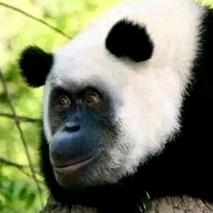 战栗的卷心菜