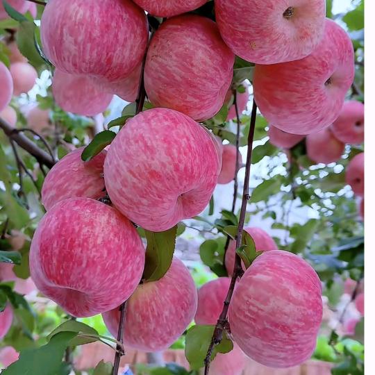 心直囗快的晓红