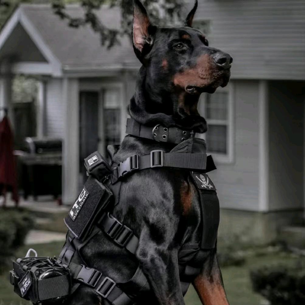 K9T🇨🇳