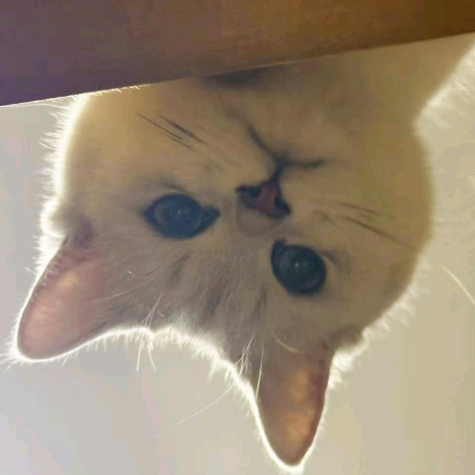 不坐飞机（吃香菜版）（堵桥来）