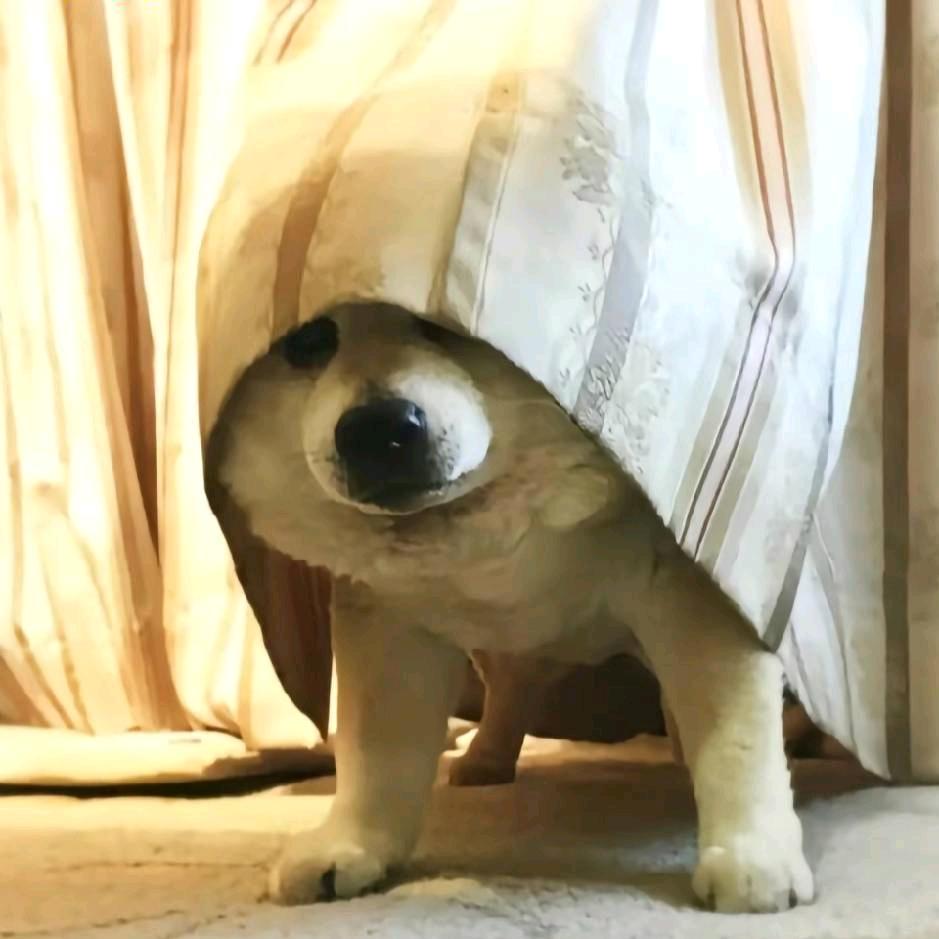 张翠花儿