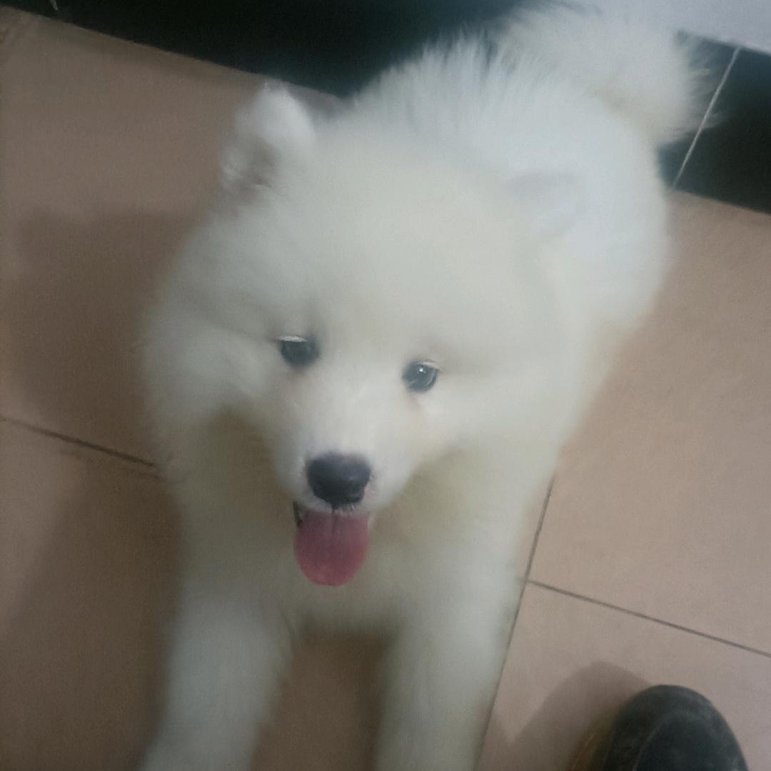 小白是只萨摩耶