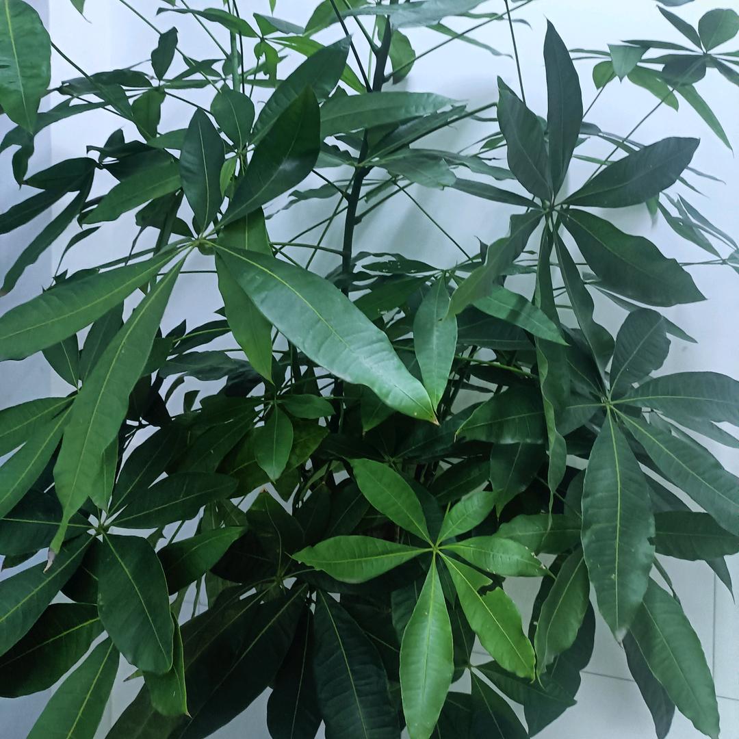 莫