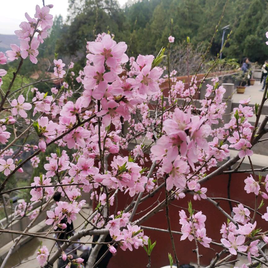 春暖花开