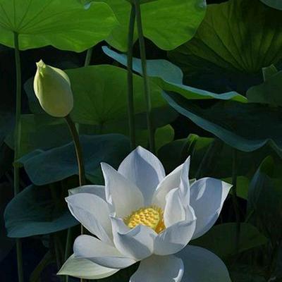 慧心居士