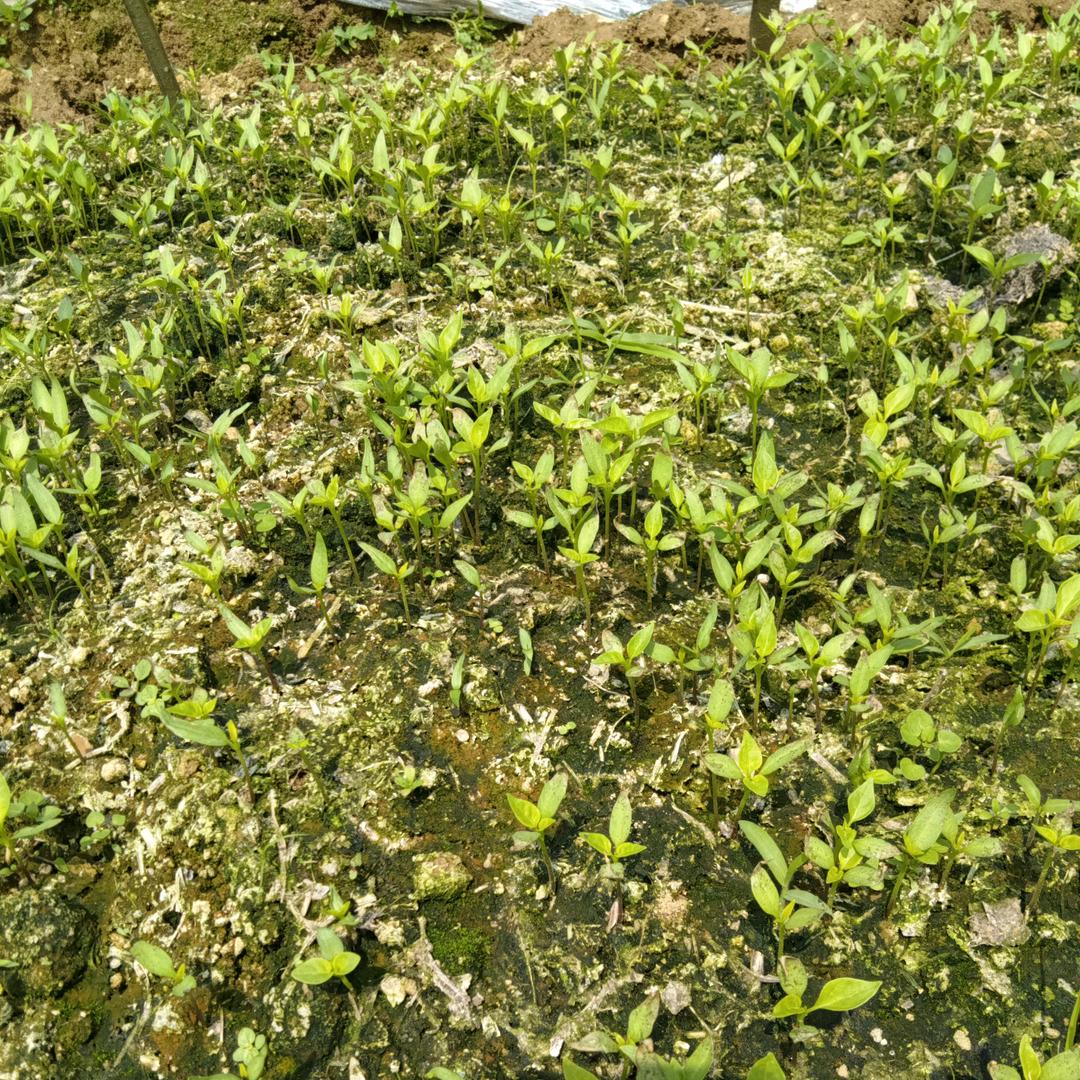 李刚