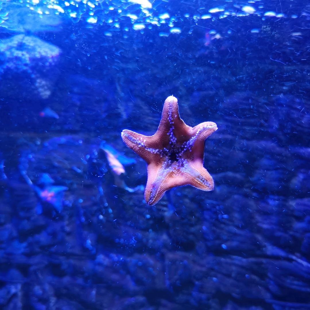 木易楊