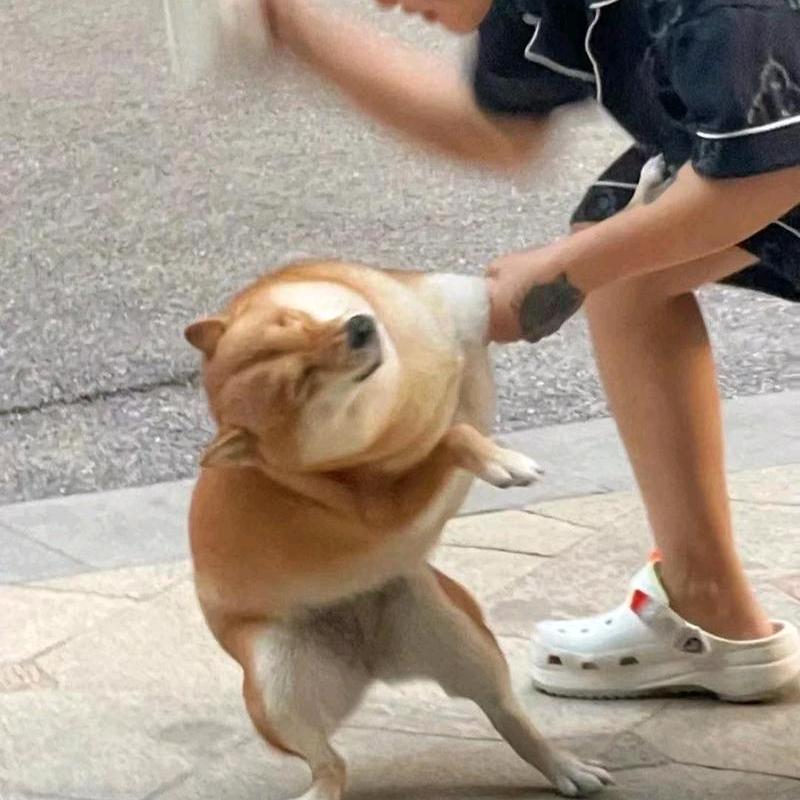 武楞不大明呗