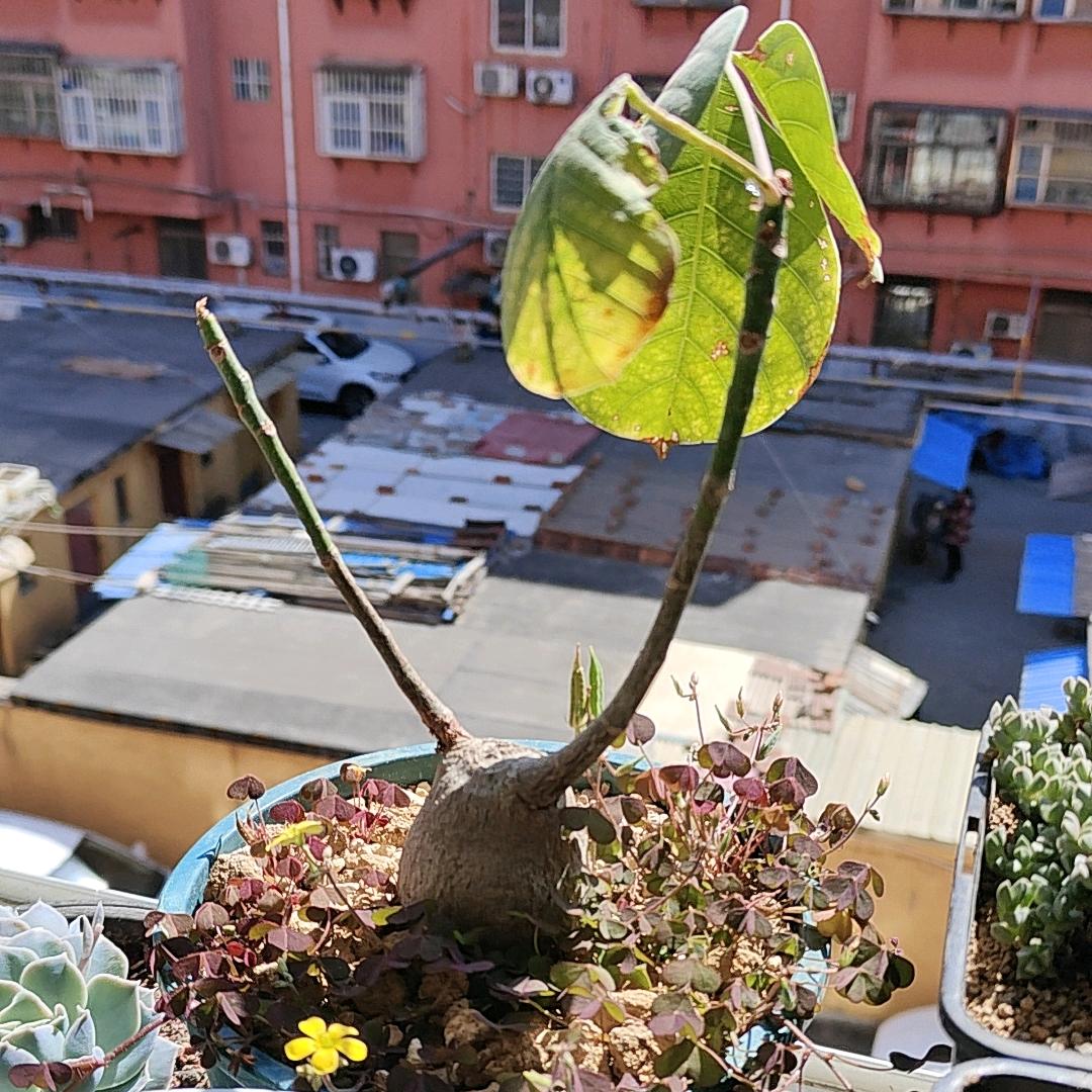 鳄了吗脱敏小黑屋