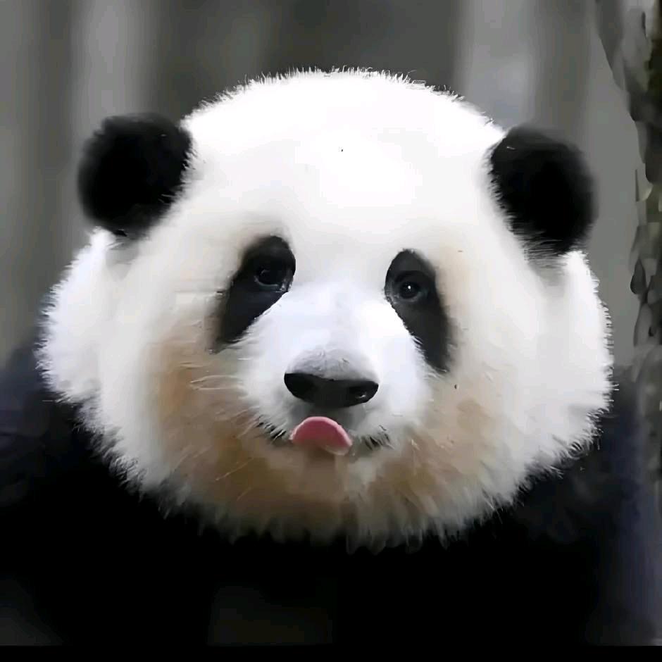 大象跳舞