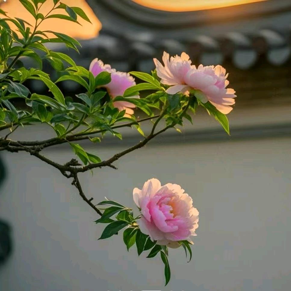 天虹
