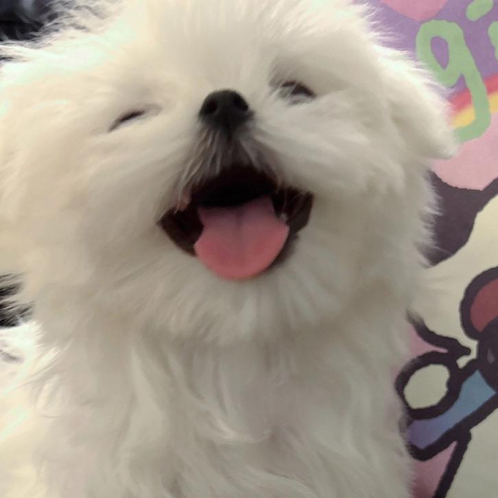 莓烦恼