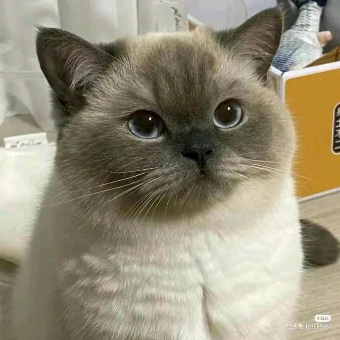 睡午觉。