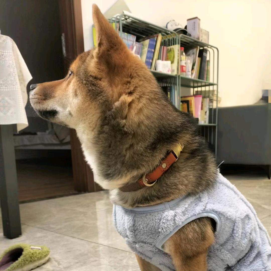爱宠美食屋