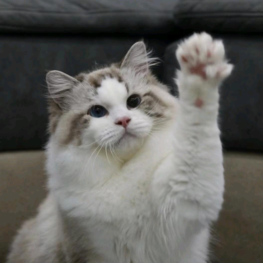 猫哥不会拍照