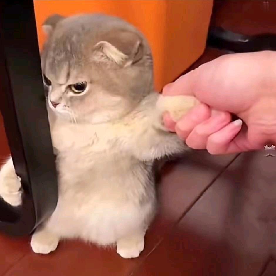 老黑