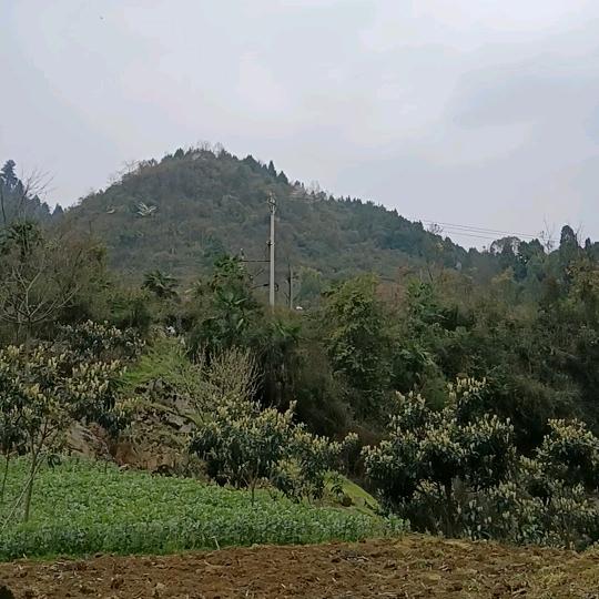 江上清风