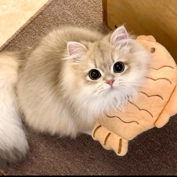 紫荆魄丷ZjP。。。