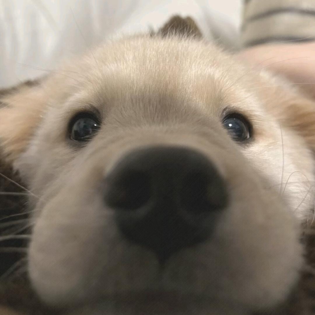 何以两全