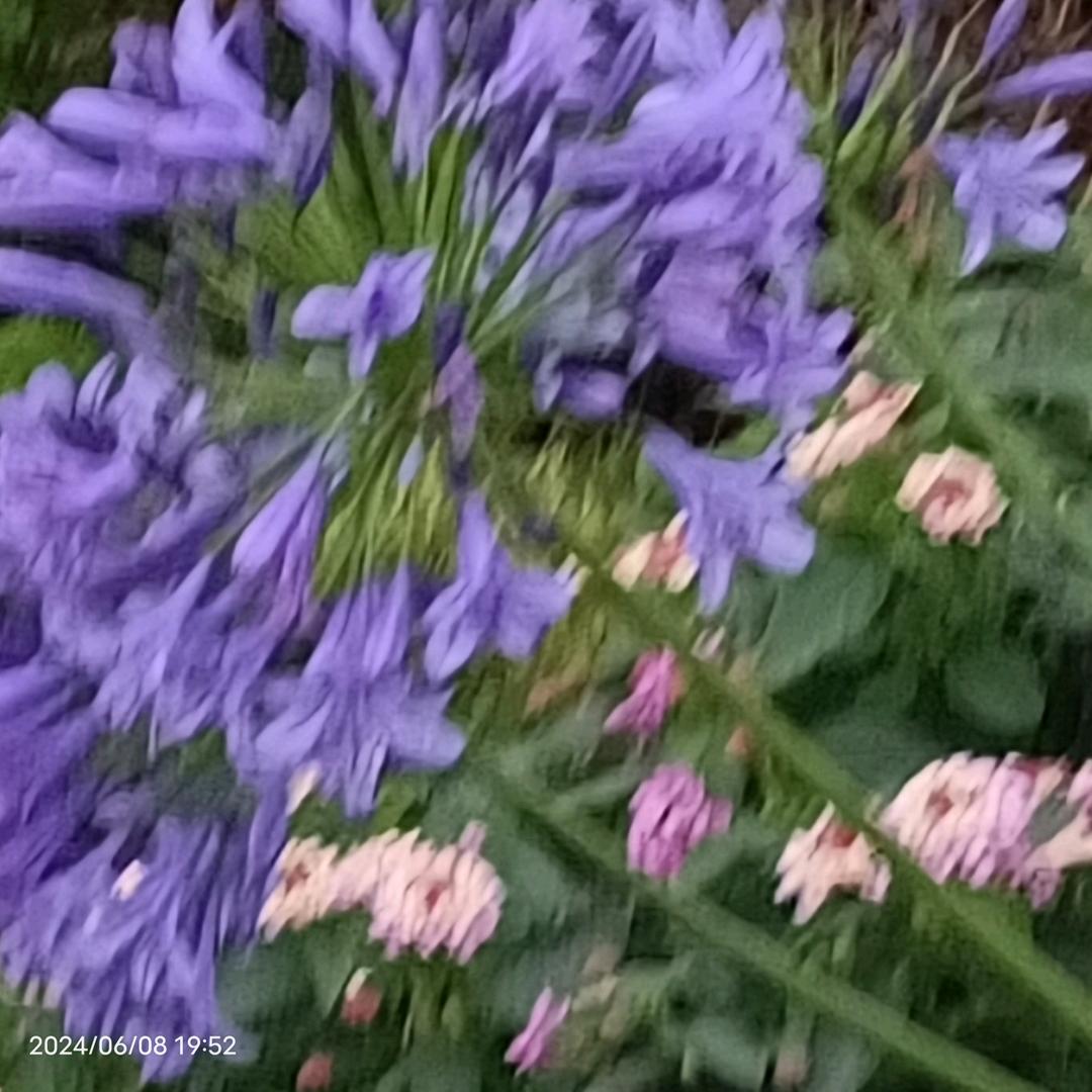 燕子高飞
